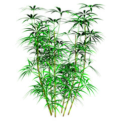 Wall Mural - 3d rendering lady palm trees on white