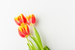 Red and yellow tulips on white background with copy space.
