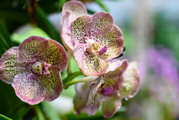 Wall Mural - Beautiful pink orchid flower decoration in the tropical garden