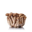 Fresh brown shimeji mushrooms