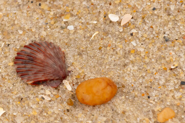 This is a beautiful image of a seashell sitting on the beach next to a tiny pebble with grains of sand all around. The scallop shell has a pretty fan look to it with ridges. The red colors stand out.