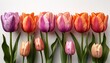 row of colorful tulip flowers