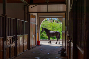 Wall Mural - The horse next to the stable 