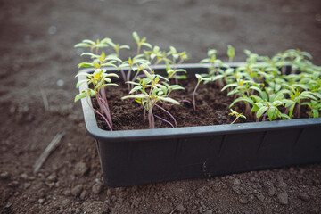 Seedlings of tomatoes in a plastic box on the ground.