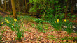 Daffodils in Target Wood, a rural ancient woodland through which Birkey Burn runs, near Hexham in Northumberland