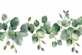 Fototapeta  - watercolor eucalyptus leaves border handdrawn greenery clipart isolated on white background