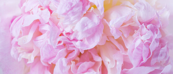 Wall Mural - beautiful aromatic fresh blossoming tender pink peonies texture, close up view. romantic background