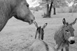 Mare horse in Texas countryside with mini donkey animal friends on rainy day in black and white.