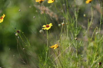 Sticker - Stiff greenthread flowers with blurred background in Texas wildflower field during spring season.