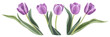 A simple, minimalistic illustration of purple tulips with green foliage on a white background. Greeting card with spring mood