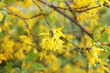 Forsythia background. Closeup flower flakes. Branch of flowers. Yellow color plant. Spring floral texture.
