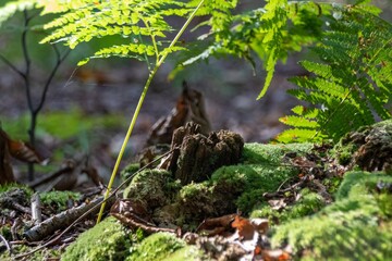 Poster - fern in the forest