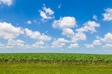 Fototapeta Nowy Jork - Corn field with blue sky