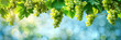 grape vine grape leaves against the blue sky and bright sun panorama wide view