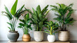 Assorted Lush Indoor Plants in Decorative Pots, Generative AI