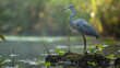 A grey heron stands on a mossy rock amidst a tranquil water setting with lush greenery in the background.
