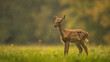 A young spotted deer is walking through a grassy field in a light rain shower.

