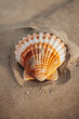 Scallop shell on the sand beach