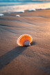 Scallop shell on the sand beach at sunset