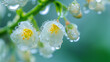 White flowers with yellow centers are covered in clear water droplets, with a soft green background.
