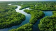 Aerial view of winding mangrove channels, illustrating the complex and dynamic nature of coastal estuarine ecosystems.