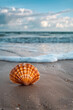 Scallop shell on the sand beach