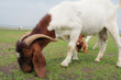 Goats eat grass in a farm. White goats in a meadow of a goat farm.
