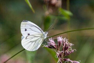 Canvas Print - butterfly on a flower