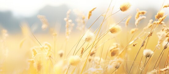 Canvas Print - Tall grass field close up