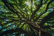 © ArtSpree - 2021-11-10 A LARGE BLOOMING EARPOD TREE ON KAUAI HAWAII WITH RAIN CLOUDS MOVING IN. Beautiful simple AI generated image in 4K, unique.