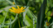 Żółte kwiaty kaczeńca (Caltha palustris) wśród trawy. Wiosenne, żółte kwiaty rośliny lubiącej tereny podmokłe.