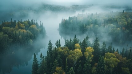 Wall Mural - Panoramic view of forest with morning fog, aerial spaces.