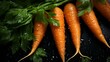 b'Fresh organic carrots with green leaves on a black background'