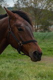 Fototapeta Konie - Portrait of a horse.