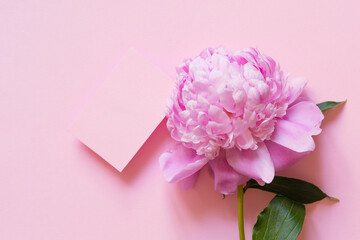 Poster - Mother's day card with pink blank and peony flower on pink background