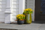 Fototapeta  - Daffodils in pots on the patio of a house in Norway