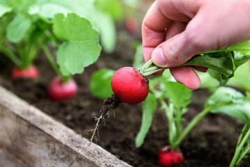 Wall Mural - Gardener picking up fresh red radish in garden.