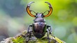 Taiwan deer stag beetle (Rhaetulus crenatus crenatus) in Taiwan 