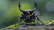 Taiwan deer stag beetle (Rhaetulus crenatus crenatus) in Taiwan 