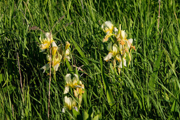 Canvas Print - Wild native irises flowers in a wetland. Iris is depicted in mythology by a rainbow. 