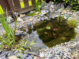 Fototapeta Most - garden pond in the spring with nature stones