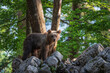 A bear on the rocks against the background of trees