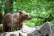 A young bear sniffs against the background of a green forest