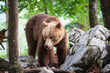 The bear is looking for food among the rocks