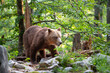 A brown bear with an open mouth in the green forest