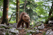 An old bear in a mountain forest looking to the side