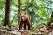 A bear with bared fangs on a mountain path on a summer day