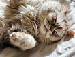 Fluffy pet comfortably settled to sleep close-up. Cozy home background with funny pet.