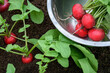 Harvesting red radishes in the garden.