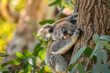 A koala clings sleepily to the trunk of a eucalyptus tree.